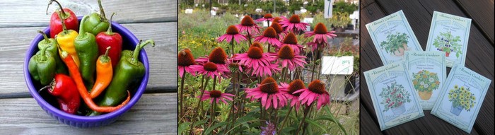 Where To Find Plants Dc Gardens