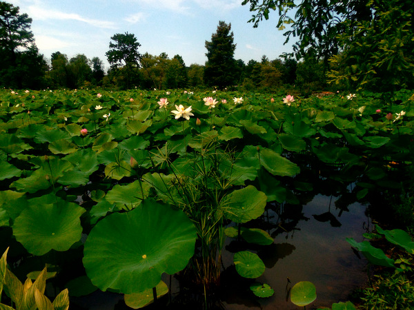 Kenilworth Aquatic Gardens – DC Gardens